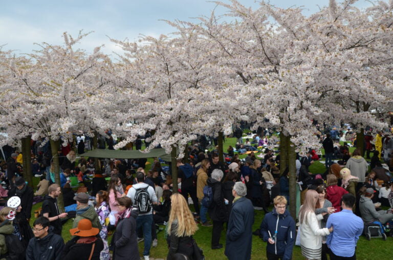 Sakura Festival på Langelinie 2026 - Mød os under kirsebærtræerne